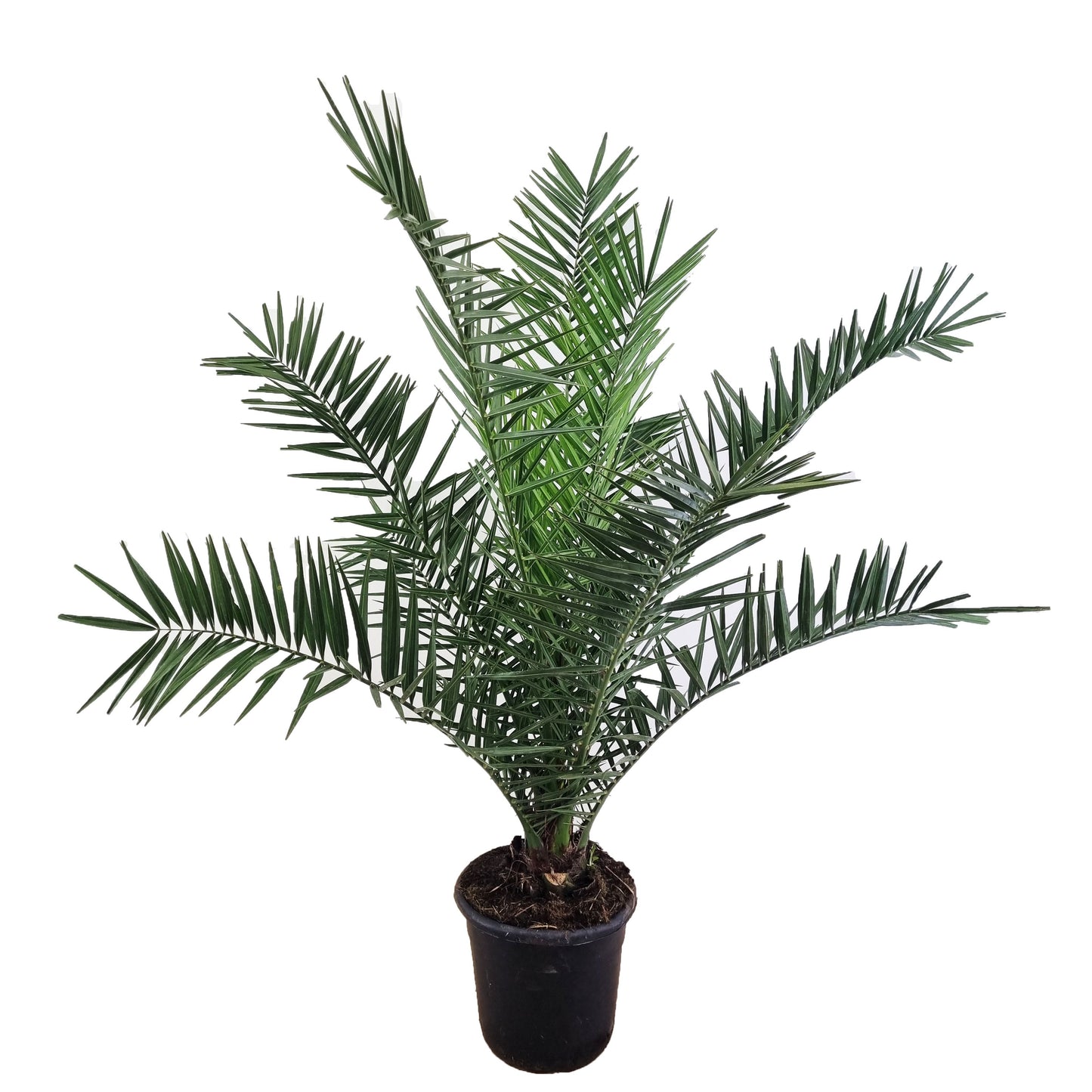 Phoenix canariensis Dattelpalme 75cm