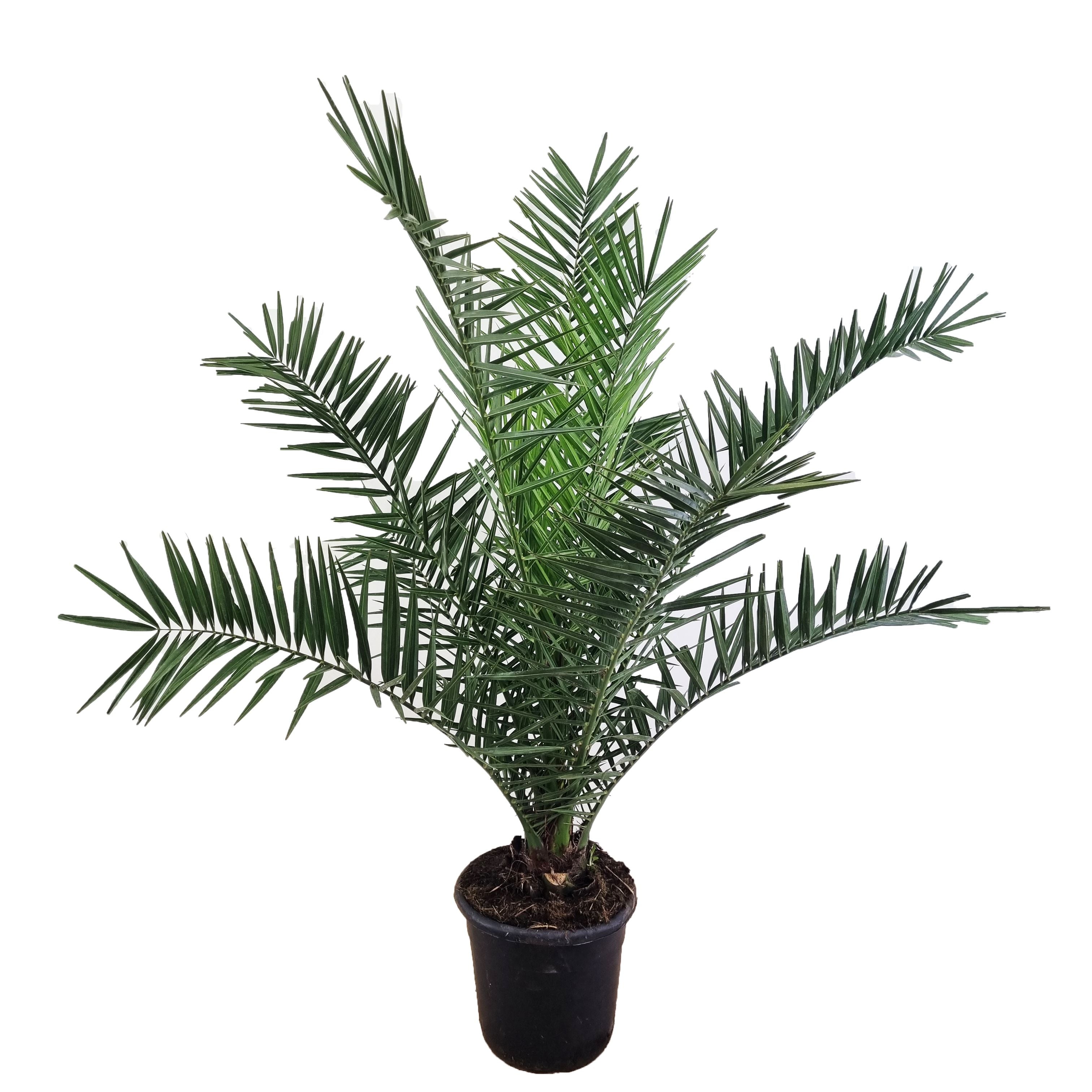Phoenix canariensis Dattelpalme 75cm