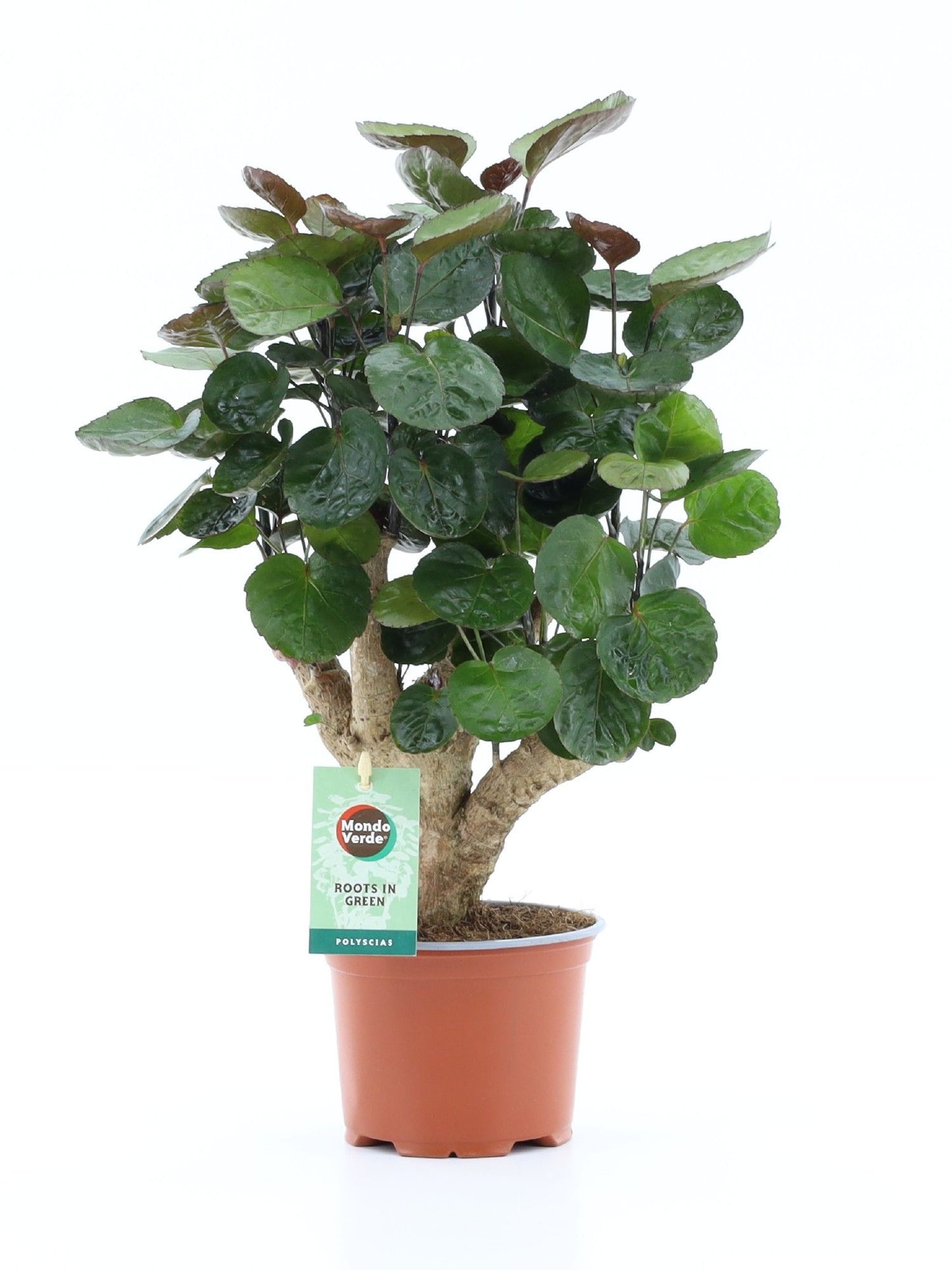 Polyscias Fabian 40cm Zimmerpflanze