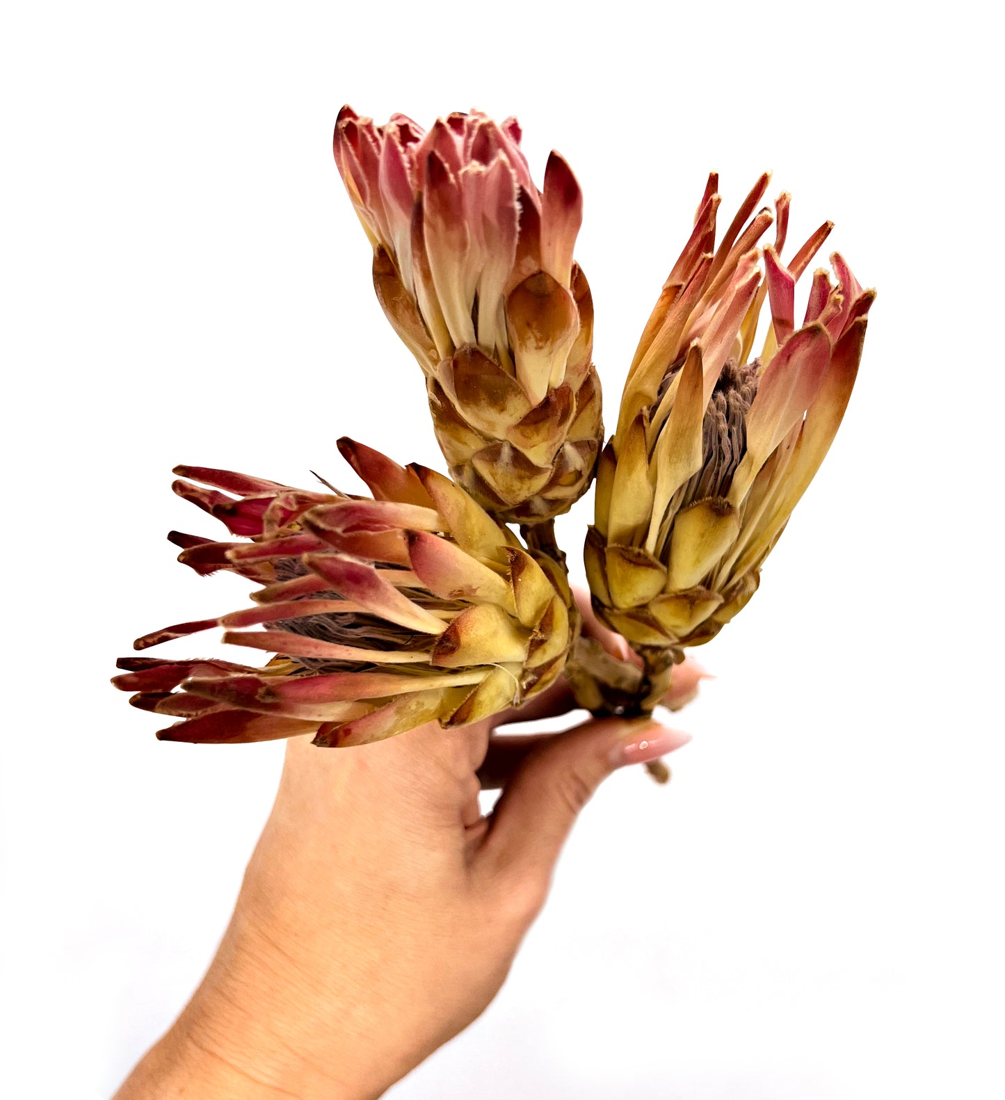 Traumhafte Trockenblume Protea Dream 3er Set