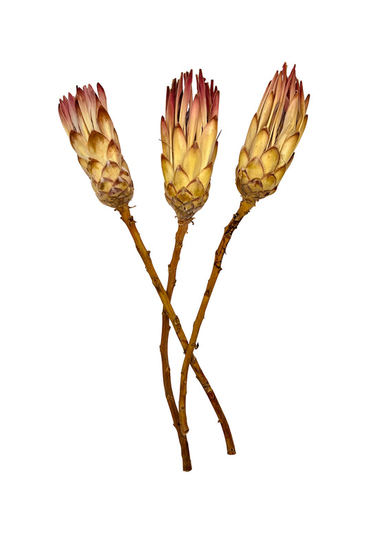 Traumhafte Trockenblume Protea Dream 3er Set