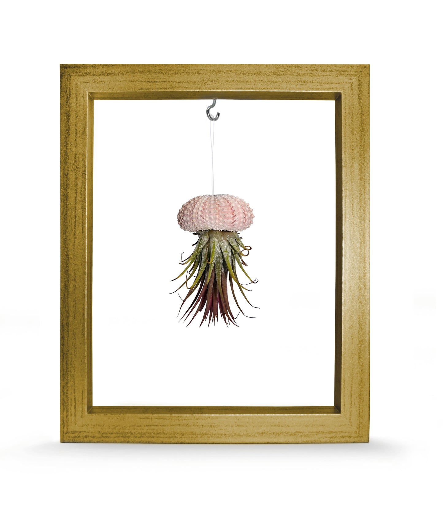 Kombination aus Seeigelgehäuse rosa und Tillandsie in Rahmen gold