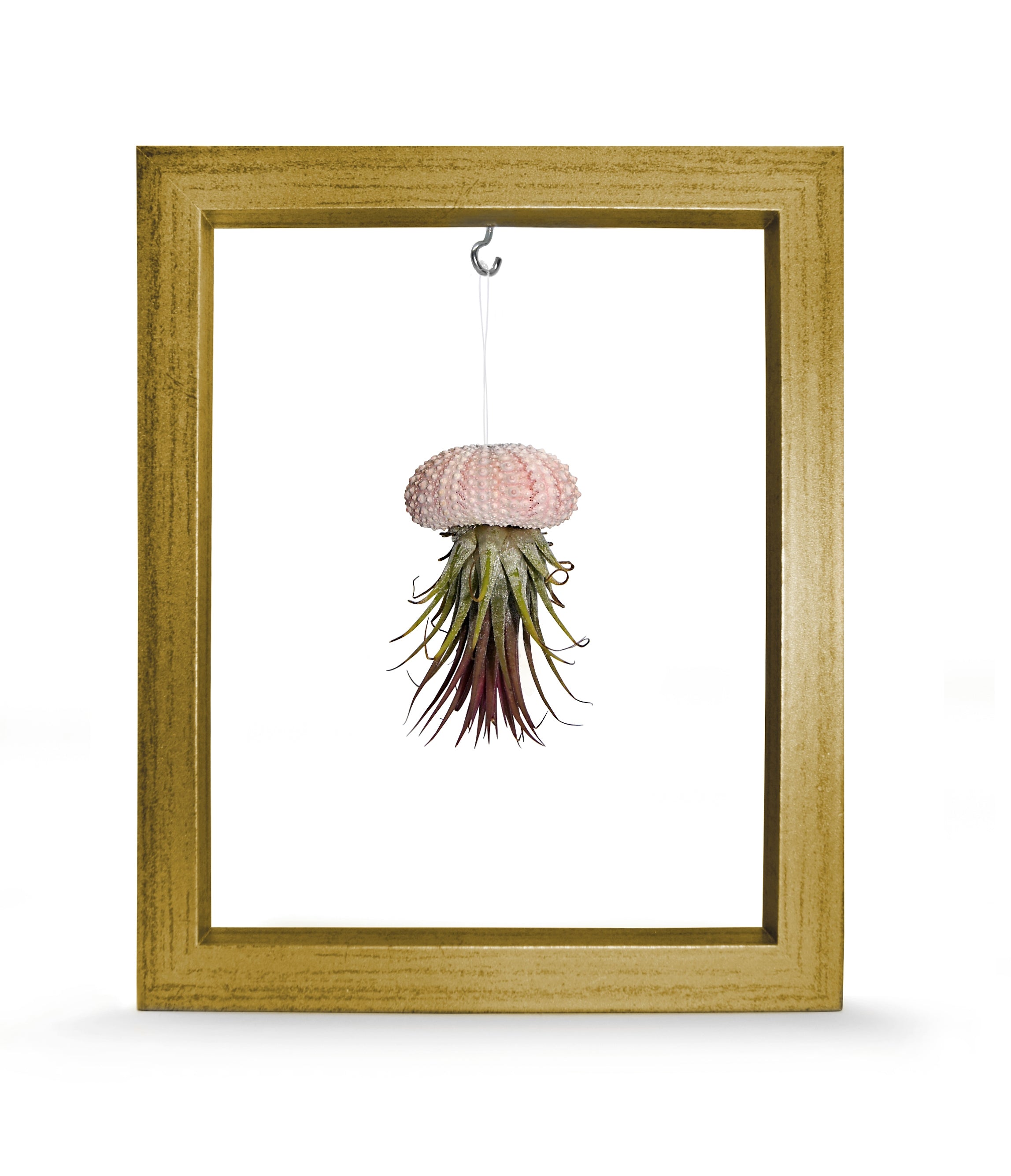 Kombination aus Seeigelgehäuse rosa und Tillandsie in Rahmen gold