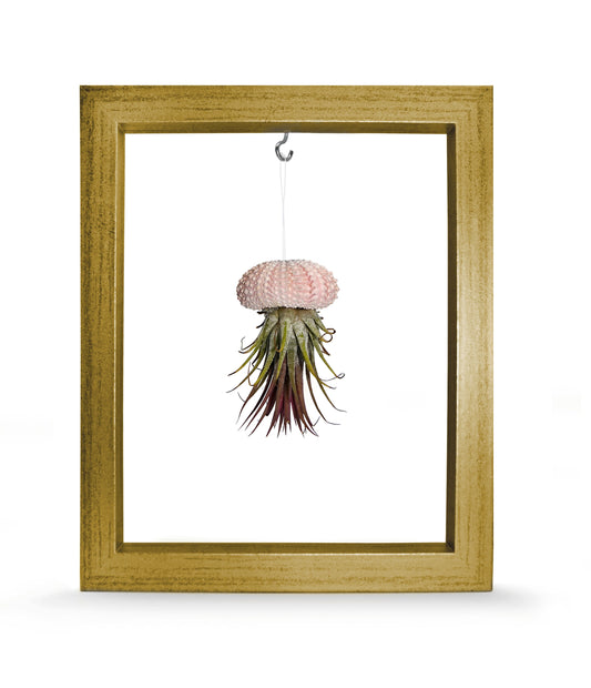 Kombination aus Seeigelgehäuse rosa und Tillandsie in Rahmen gold