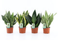 4 x Bogenhanf Sansevieria