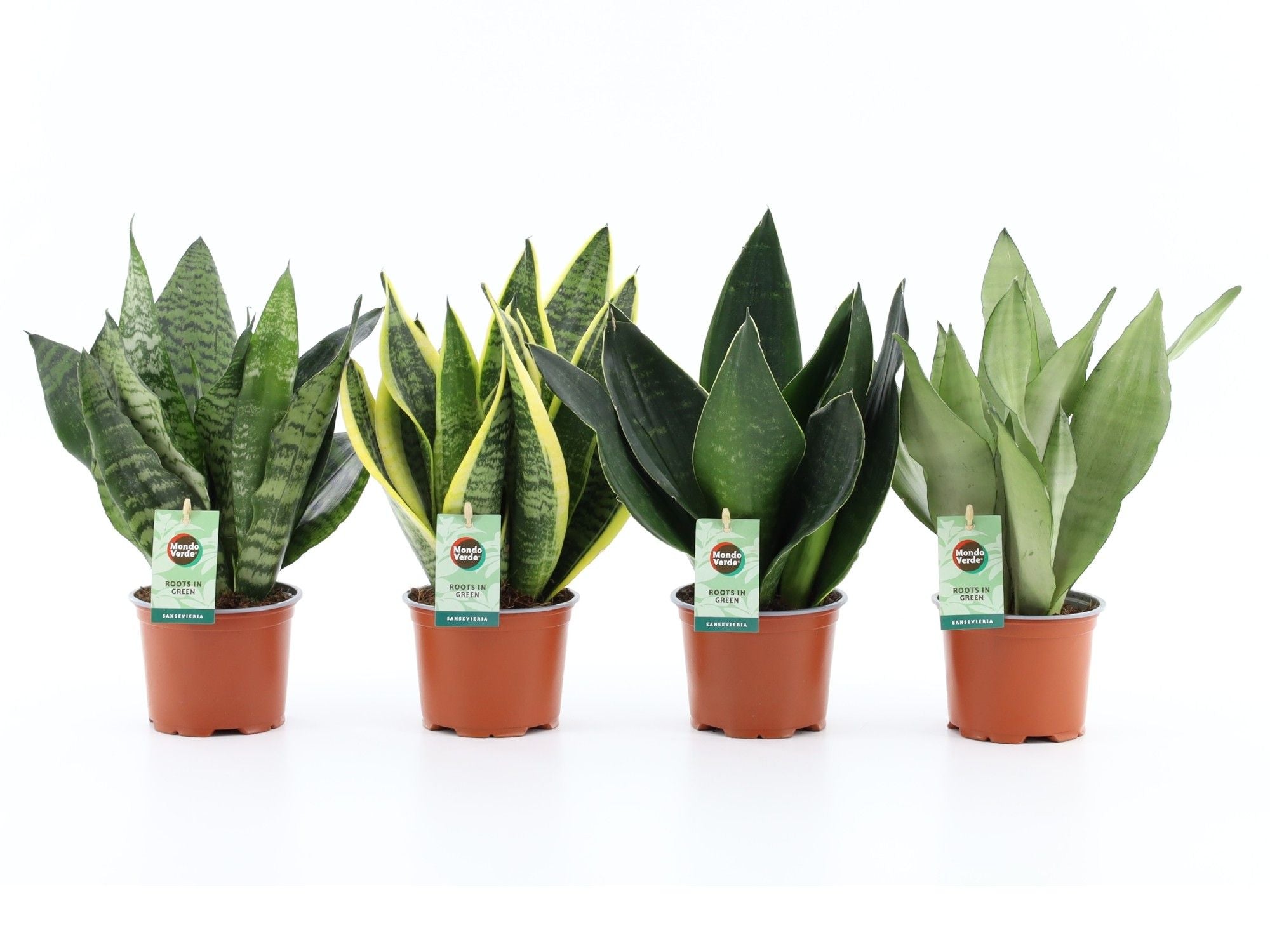 4 x Bogenhanf Sansevieria
