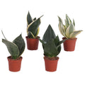 Sansevieria 4er Set 20cm
