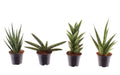 Sansevieria cylindrica 4er Set