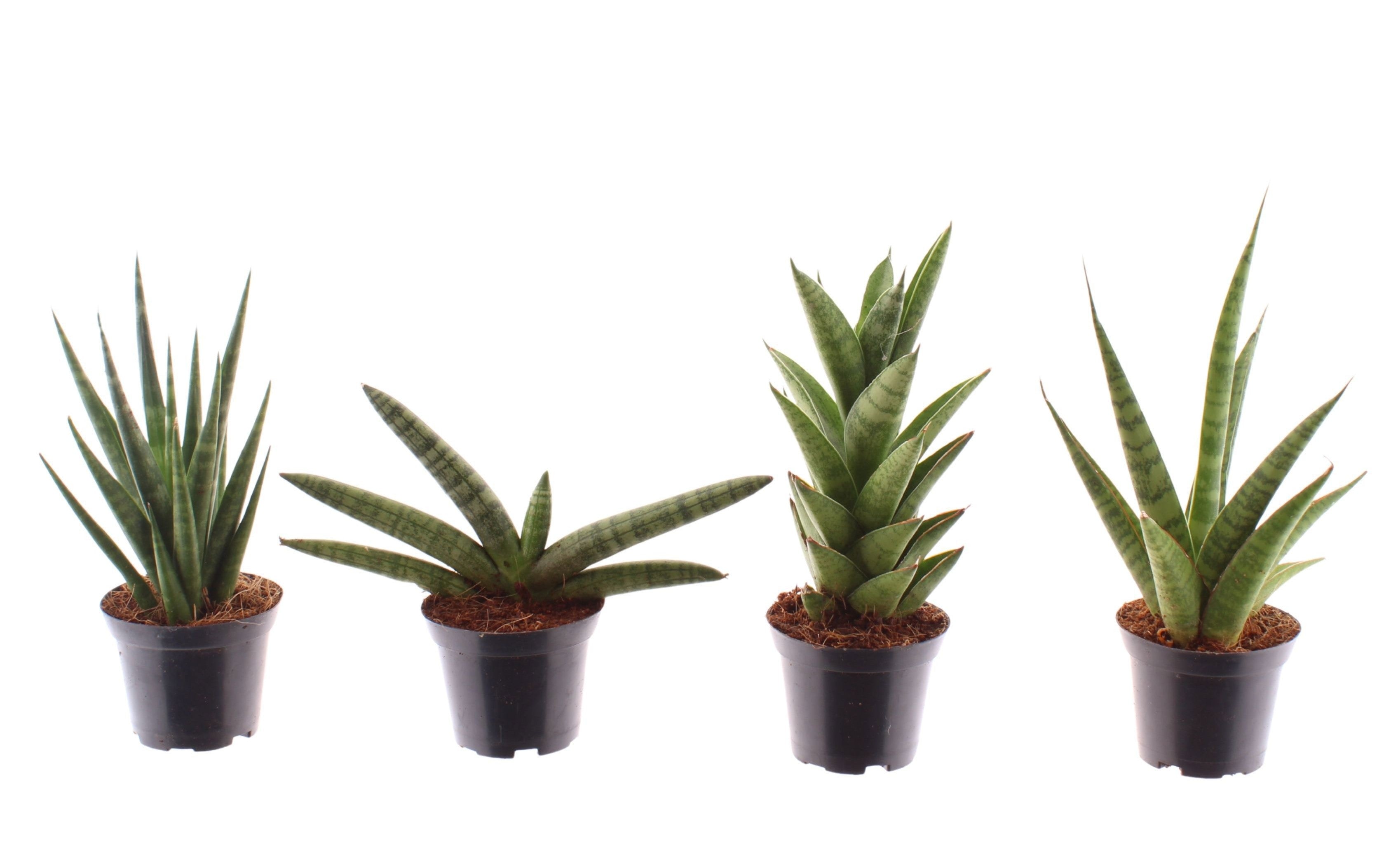 Sansevieria cylindrica 4er Set