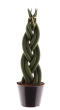 Sansevieria cylindrica Twist 30cm Zimmerpflanze