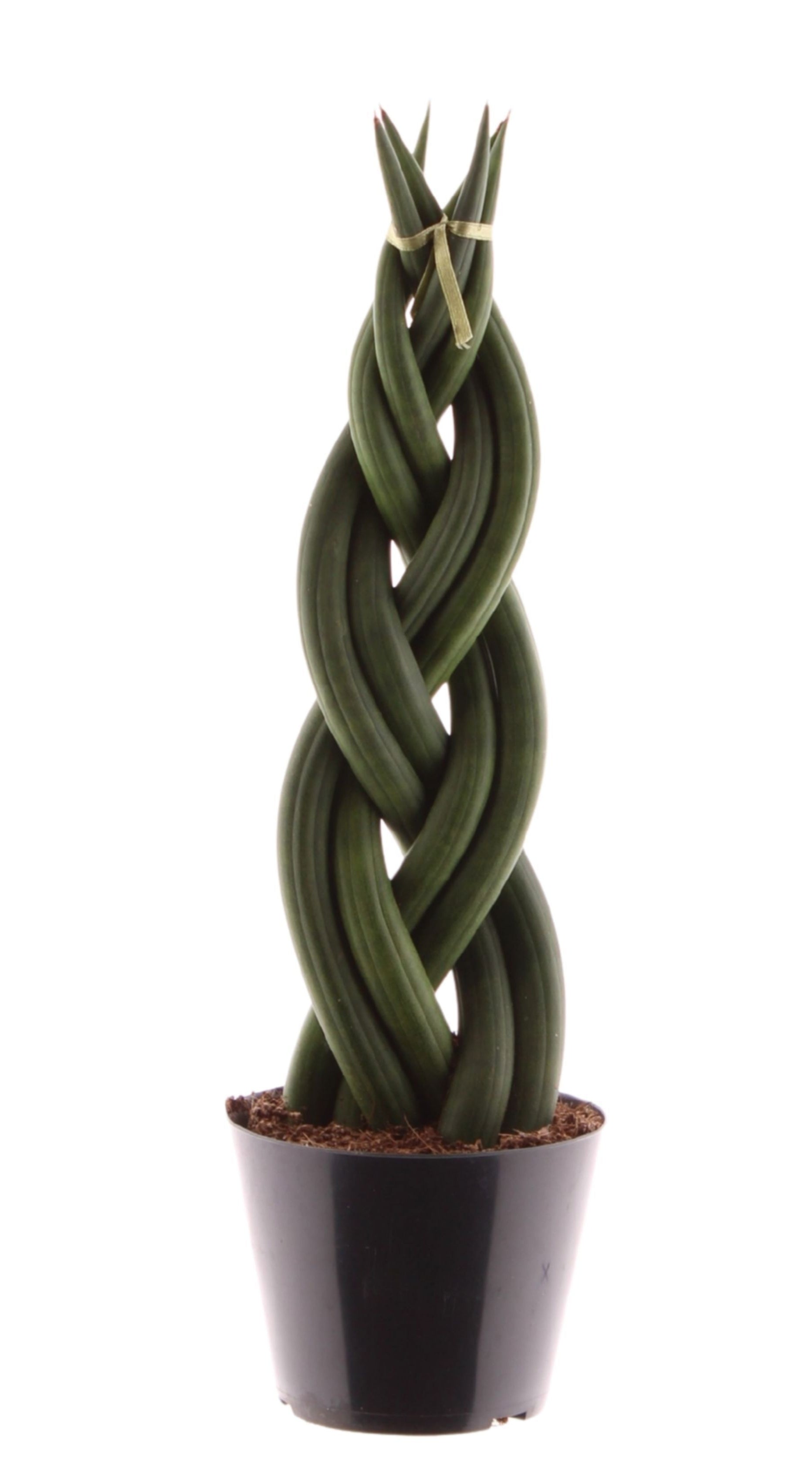 Sansevieria cylindrica Twist 30cm Zimmerpflanze