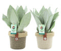 Sansevieria trifasciata moonshine mit Übertopf 2er Set