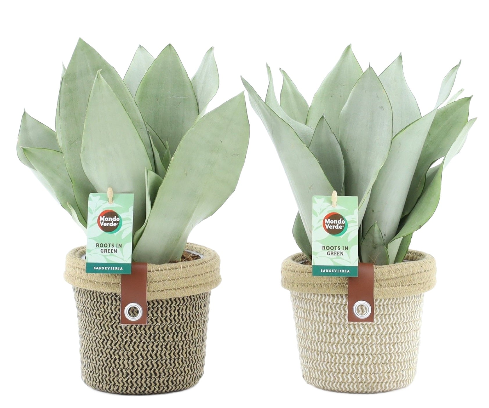 Sansevieria trifasciata moonshine mit Übertopf 2er Set