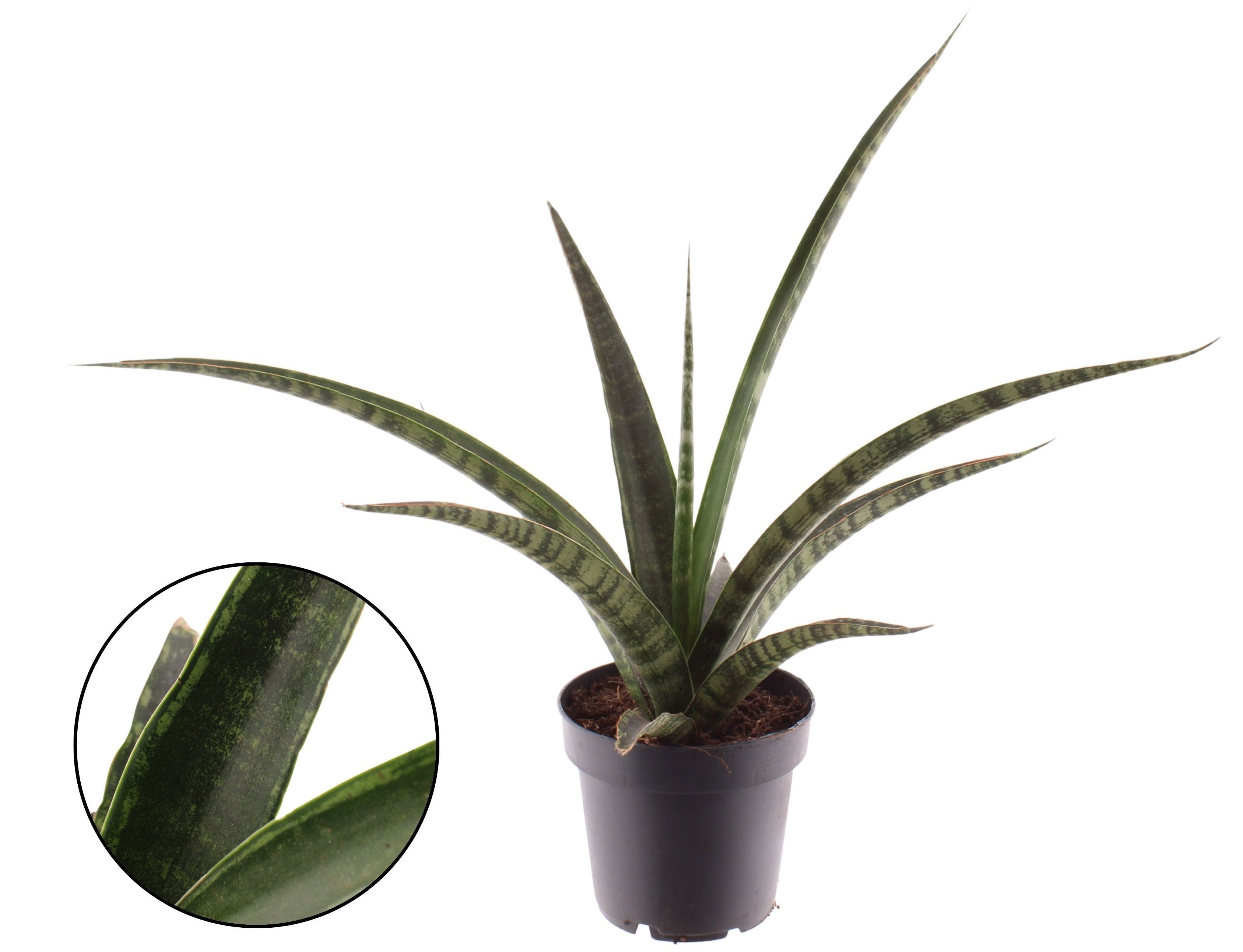 Sansevieria trifasciata megan 35cm