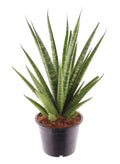 Sansevieria trifasciata Pineapple 40cm Zimmerpflanze