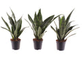 3 x Bogenhanf Sansevieria trifasciata Black Coral