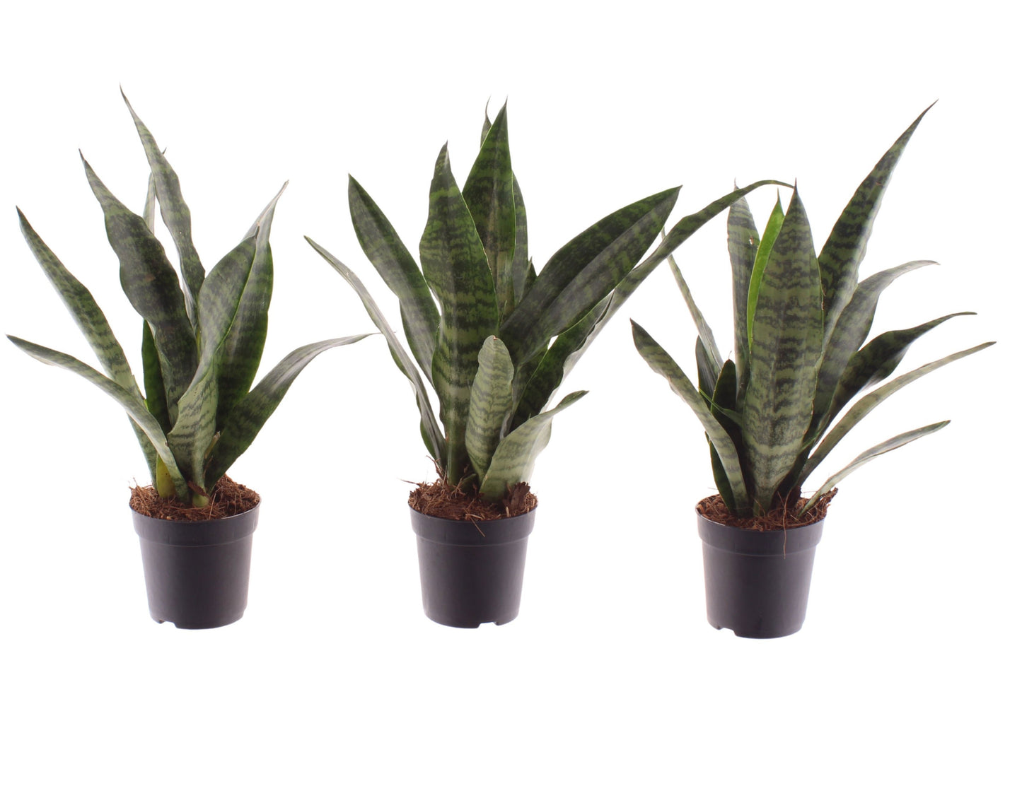 3 x Bogenhanf Sansevieria trifasciata Black Coral