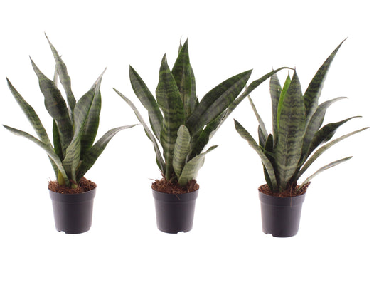 3 x Bogenhanf Sansevieria trifasciata Black Coral