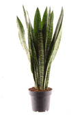 Sansevieria zeylanica 45cm Zimmerpflanze