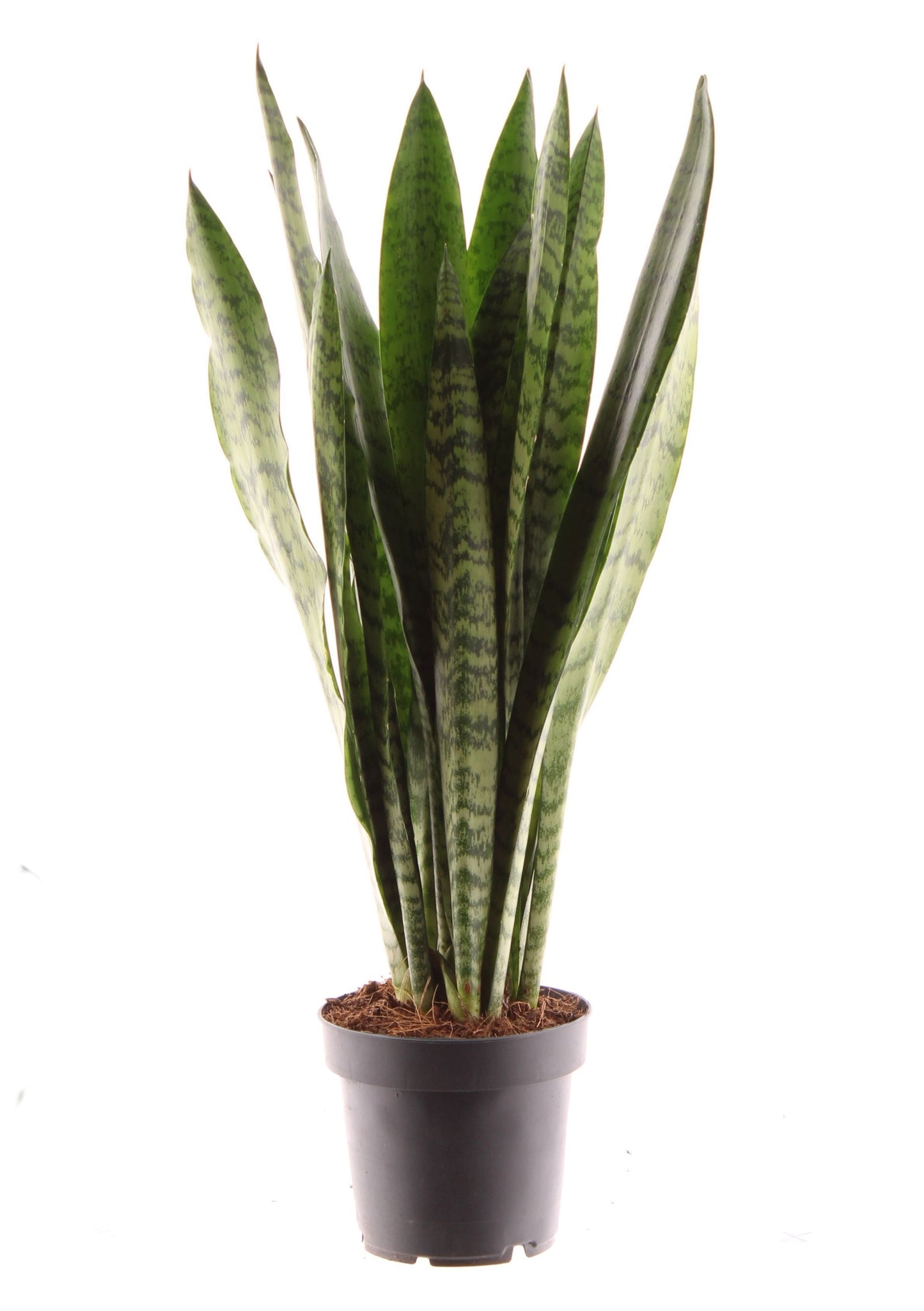 Sansevieria zeylanica 45cm Zimmerpflanze