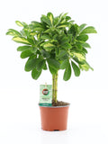 Schefflera arboricola Gold Capella 55cm