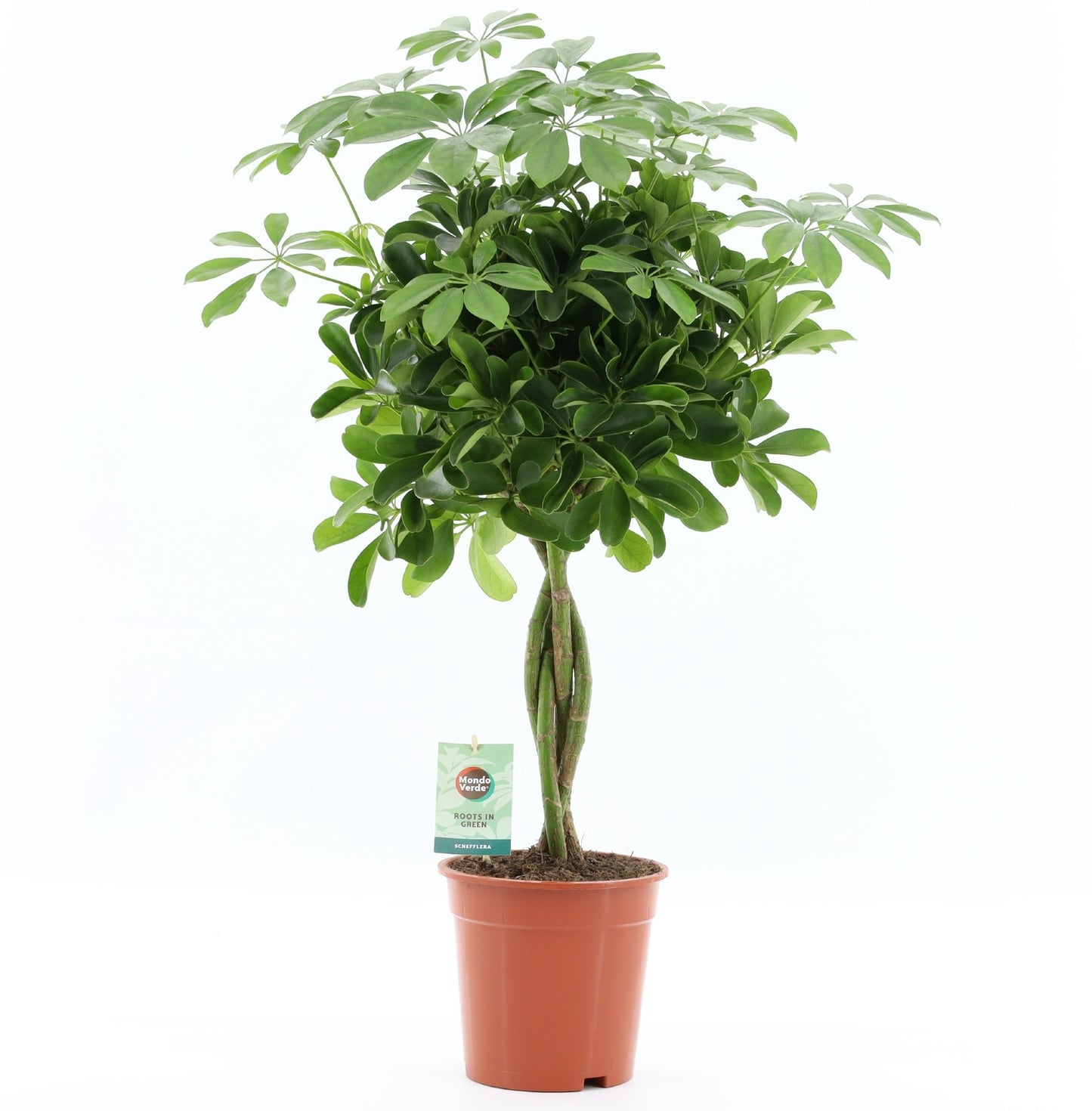 Schefflera arboricola 75cm geflochtener Stamm