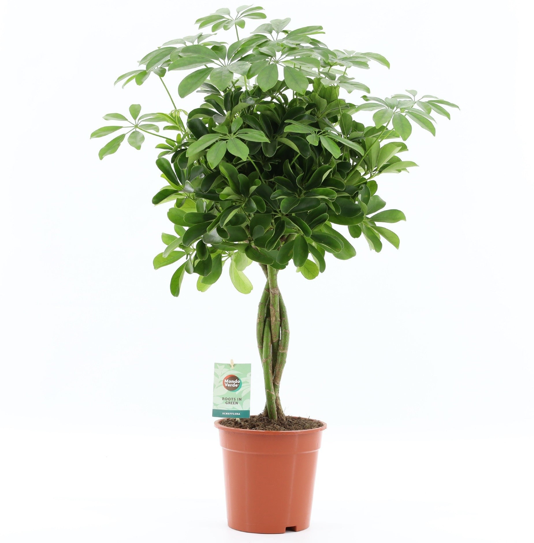 Schefflera arboricola 75cm geflochtener Stamm