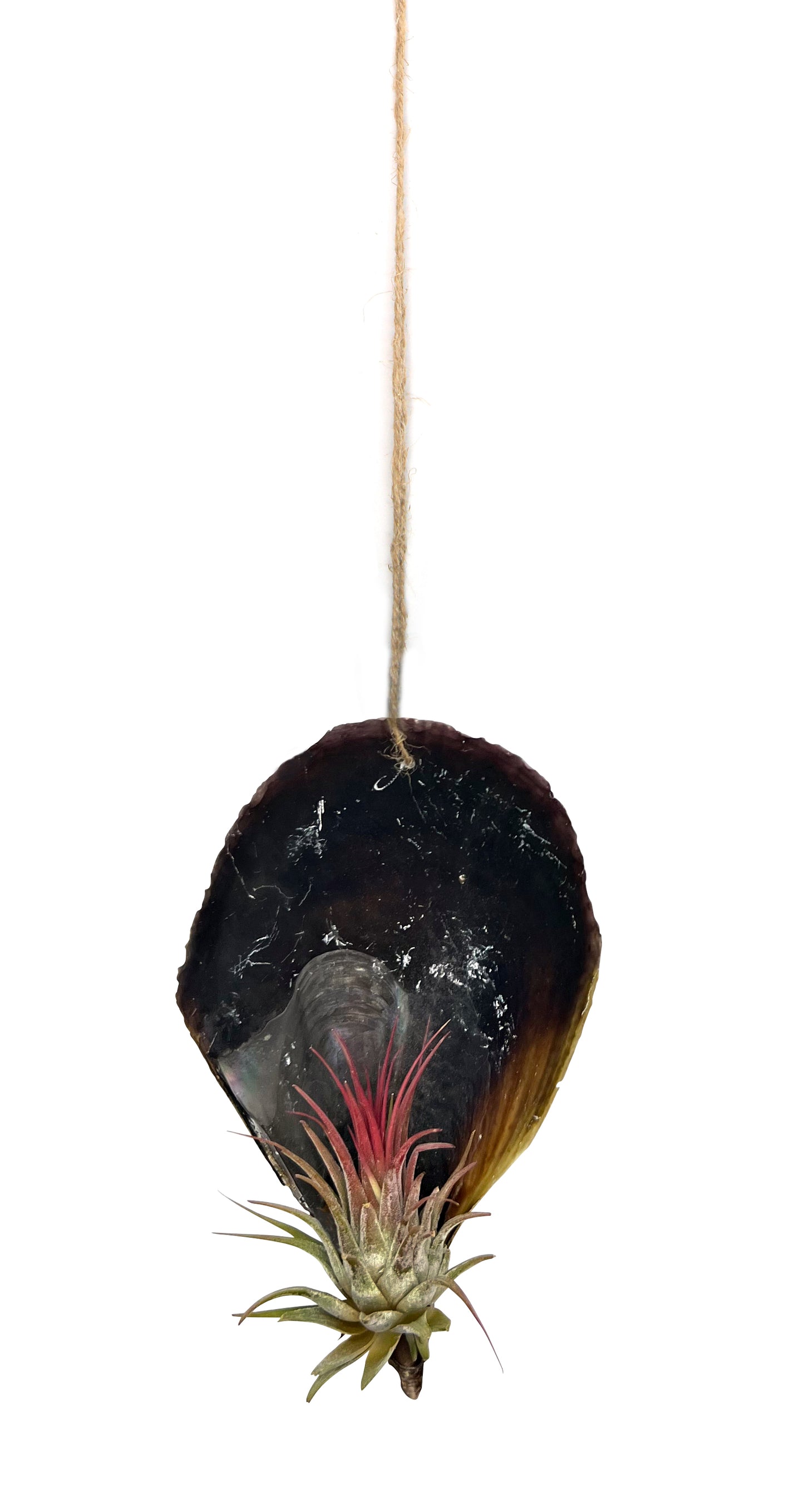 schwarze Muschelschale mit Tillansie 3er Set