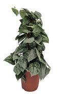 Efeutute Scindapsus pictus Silvery Ann 50cm