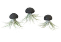 Seeigelgehäuse Urchin schwarz mit Tillandsie Kammi 3er Set
