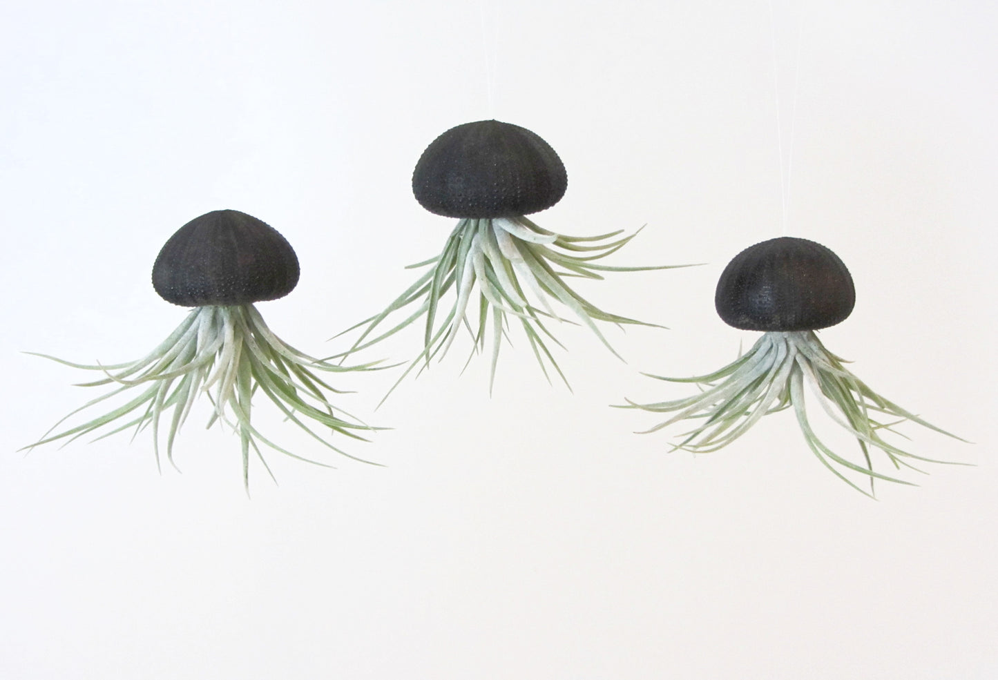 Seeigelgehäuse Urchin schwarz mit Tillandsie Kammi 3er Set