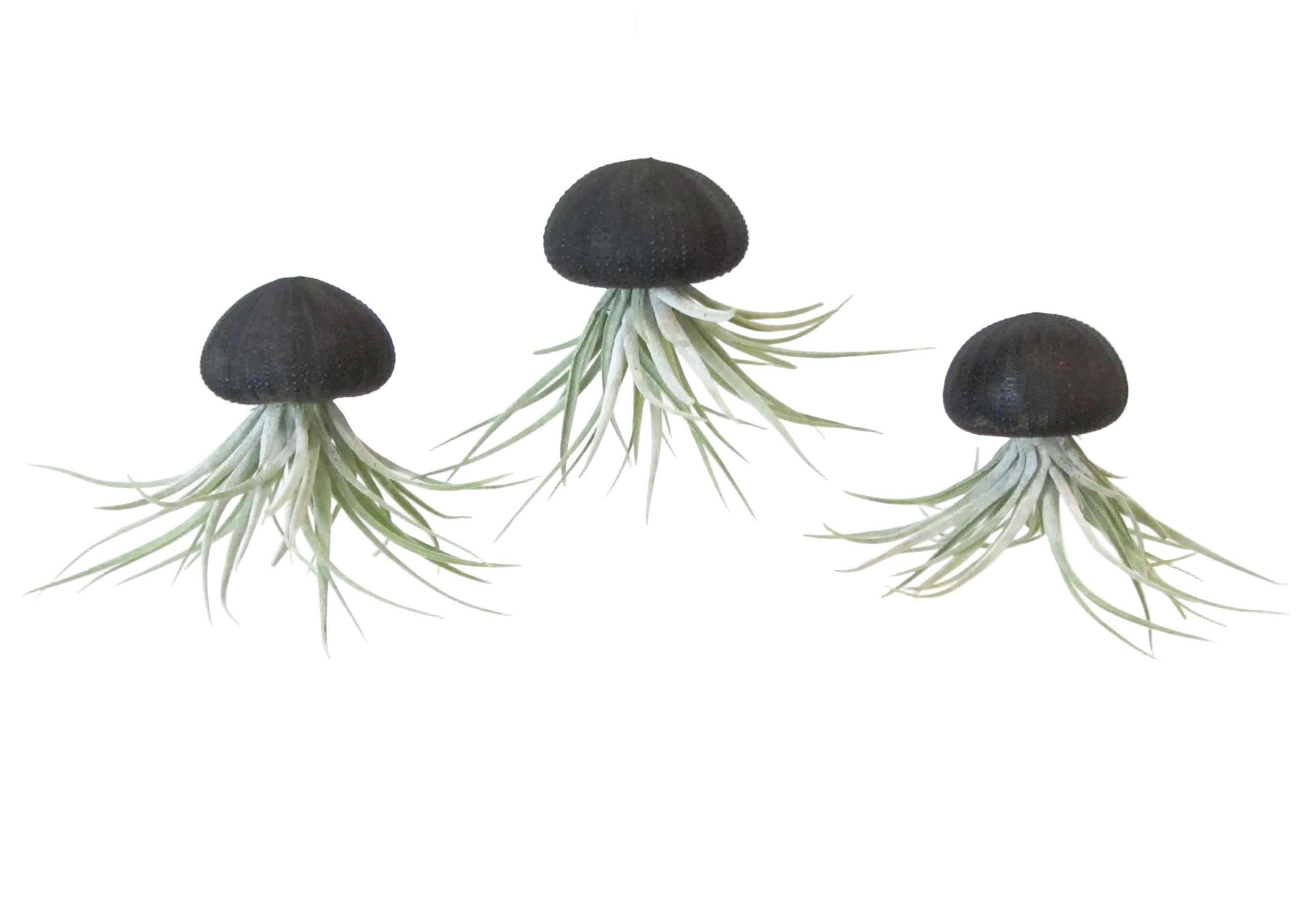 Seeigelgehäuse Urchin schwarz mit Tillandsie Kammi 3er Set