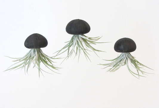 Seeigelgehäuse Urchin schwarz mit Tillandsie Kammi 3er Set