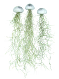 Seeigelgehäuse silber mit Tillandsie spanisch Moos 3er Set