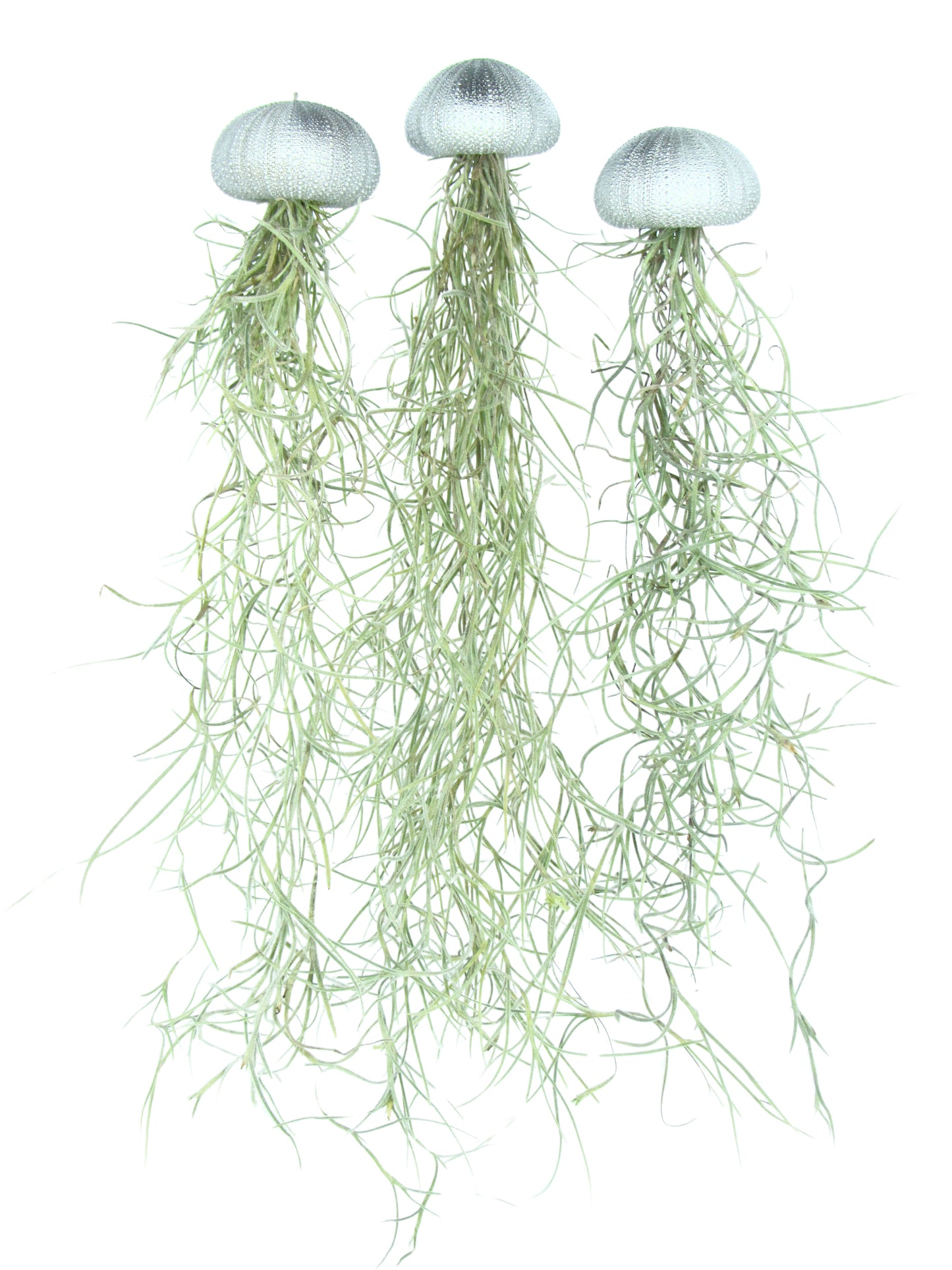 Seeigelgehäuse silber mit Tillandsie spanisch Moos 3er Set