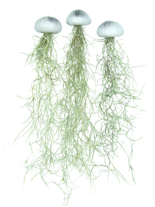 Seeigelgehäuse silber mit Tillandsie spanisch Moos 3er Set