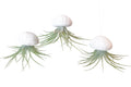 Seeigelgehäuse Urchin weiß mit Tillandsie Kammi 3er Set