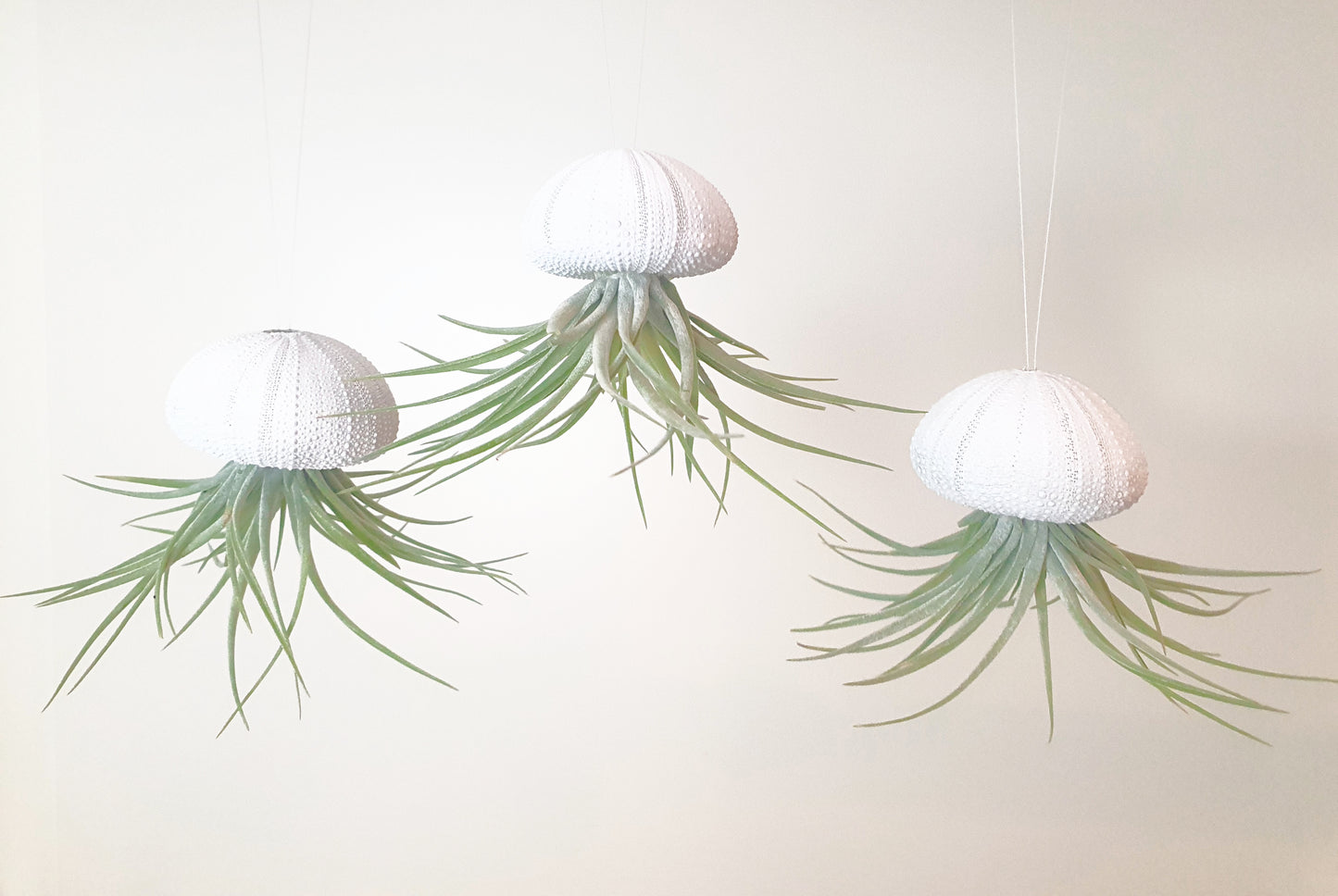 Seeigelgehäuse Urchin weiß mit Tillandsie Kammi 3er Set