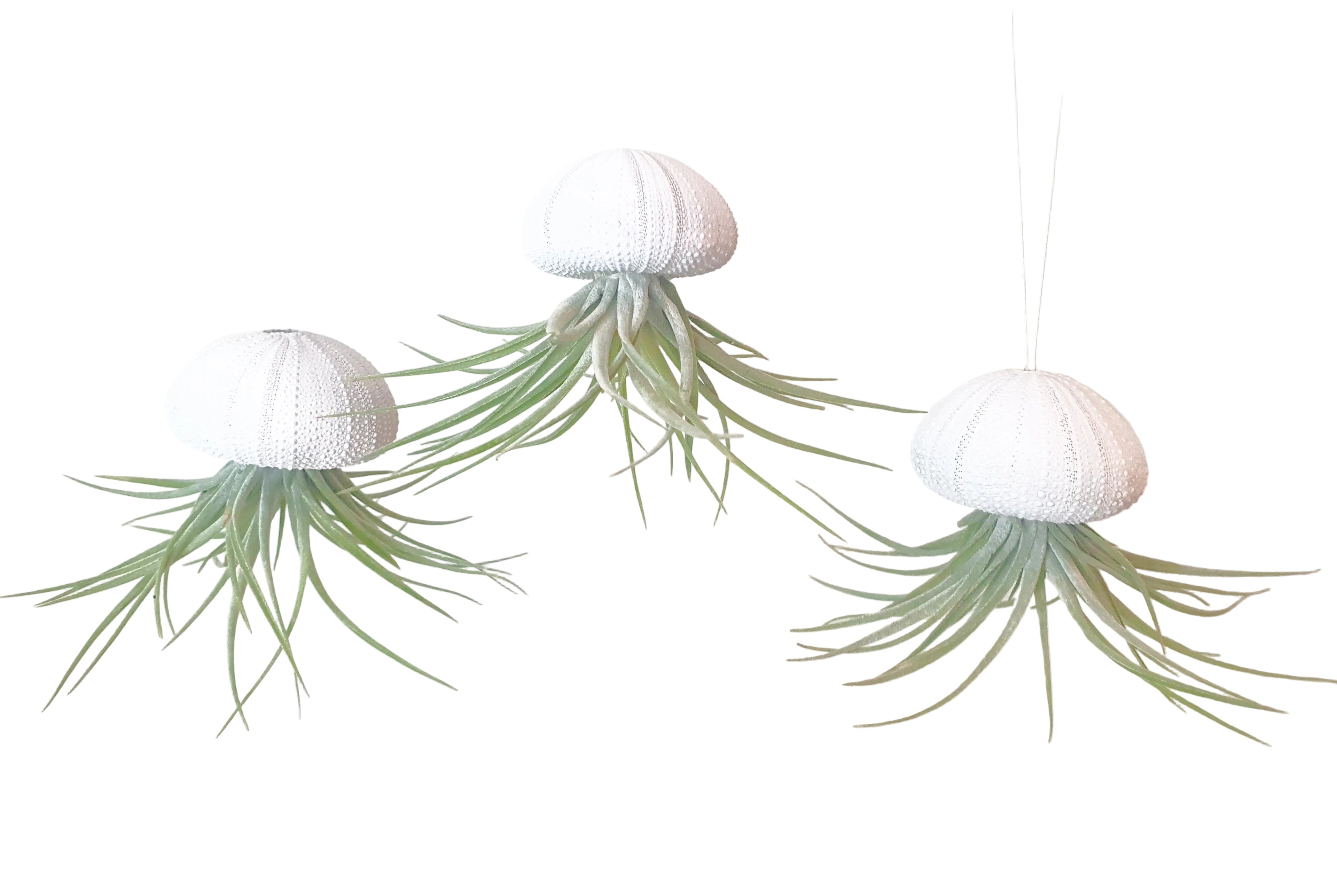 Seeigelgehäuse Urchin weiß mit Tillandsie Kammi 3er Set