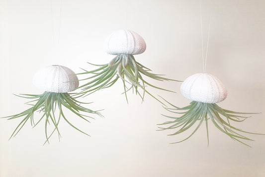 Seeigelgehäuse Urchin weiß mit Tillandsie Kammi 3er Set
