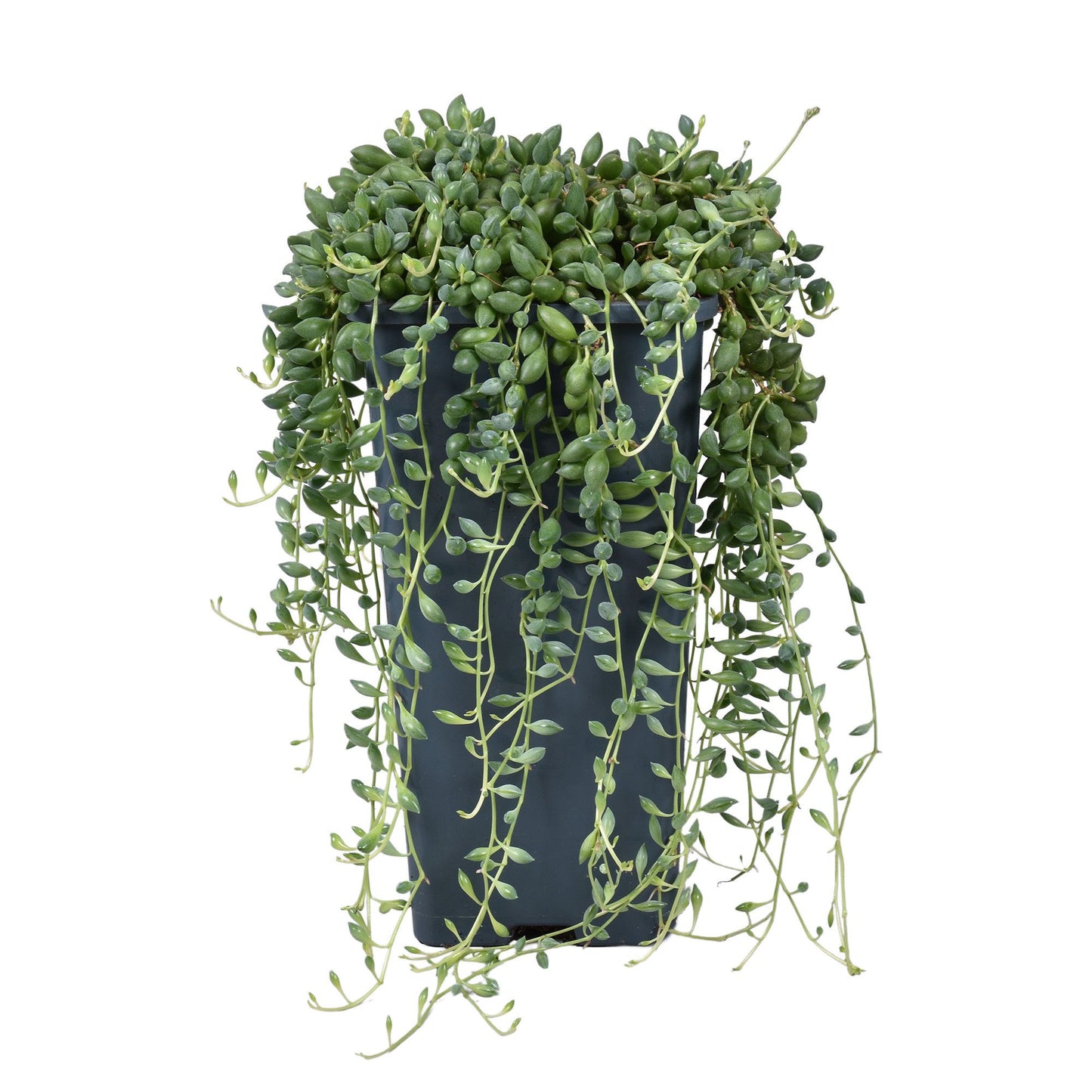 Senecio herreianus 25 cm Zimmerpflanze