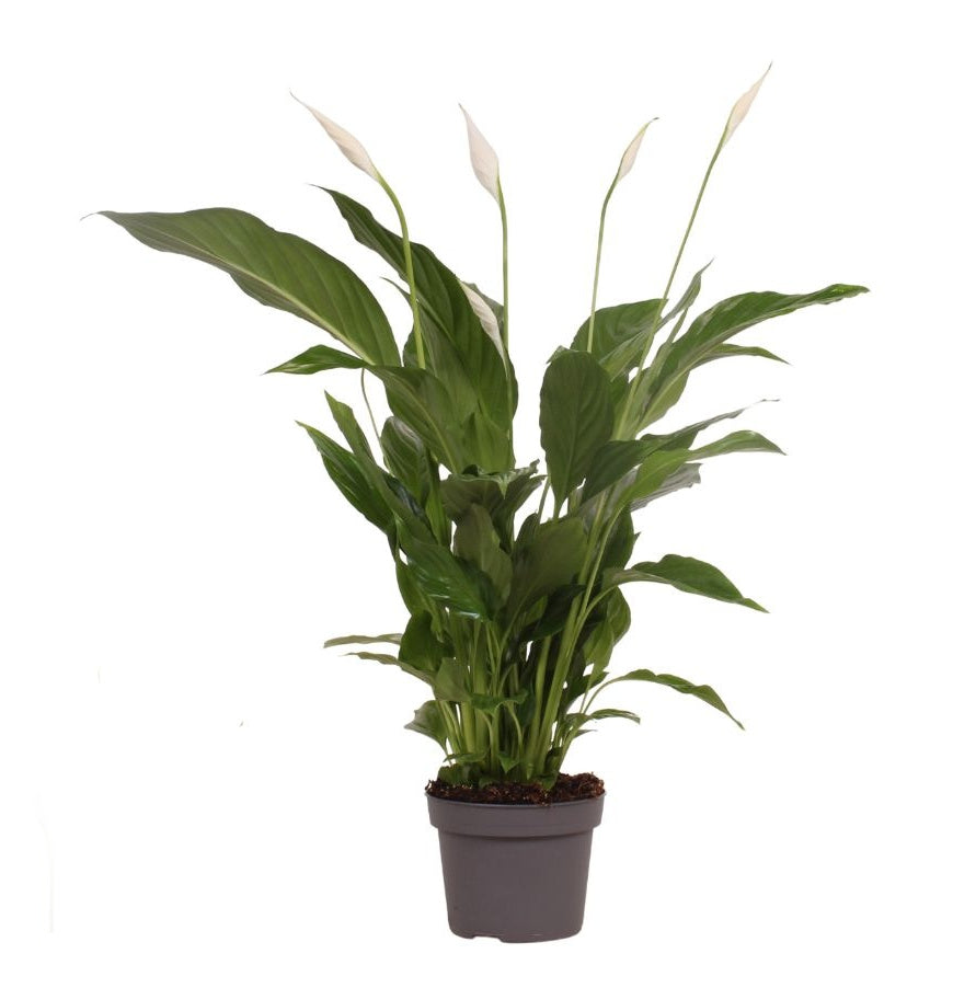 Einblatt 50cm XXL blühend Zimmerpflanze