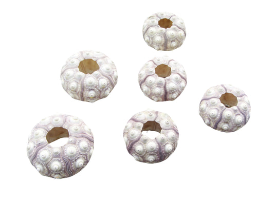 Seeigelgehäuse Sputnik 6er Set