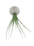 Seeigelgehäuse Sputnik mit Tillandsie juncea grün 1er Set