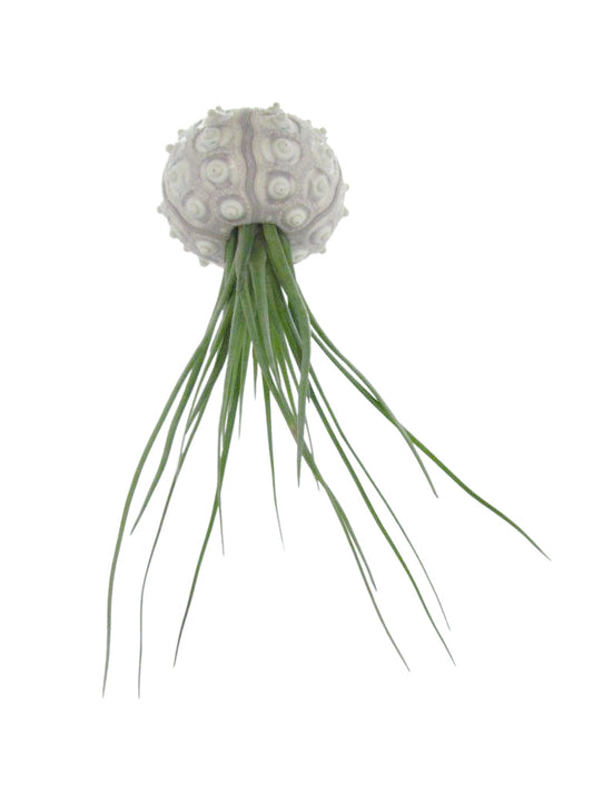 Seeigelgehäuse Sputnik mit Tillandsie juncea grün 1er Set