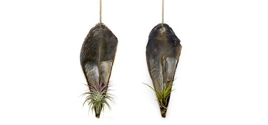 Faszinierende Pinnidae Muschel mit einer Tillandsie 2 er Set