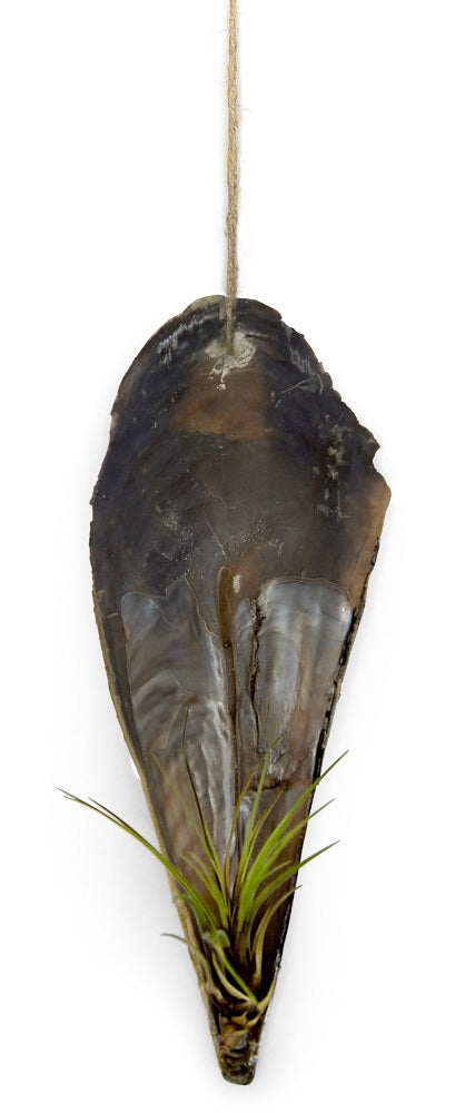 Faszinierende Pinnidae Muschel mit einer Tillandsie 2 er Set