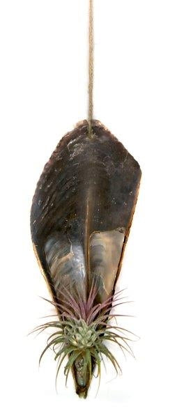 Fazinierende Pinnidae Muschel mit einer Tillandsie 1 er Set rosa