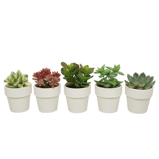5 x Sukkulenten mit Übertopf