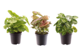 3 x Syngonium gemischt Zimmerpflanze